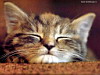 miniatura_cats_csg_059 copia